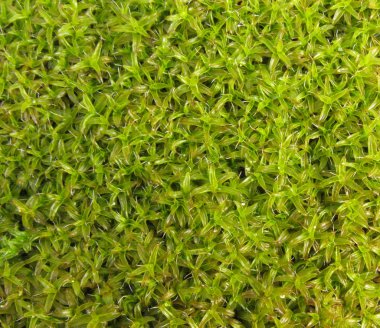 kayanın üzerinde yeşil liken arka plan