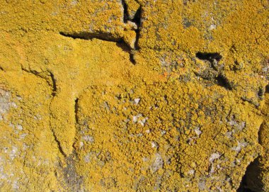 Beton Çimento küf koloni siyah taş tuğla