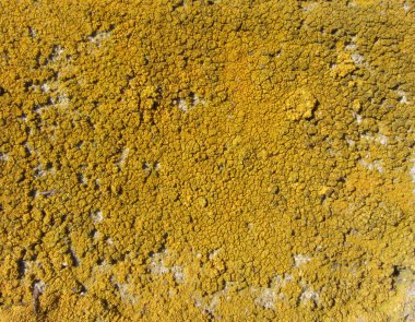 Xanthoria parietina, olarak da bilinen ortak turuncu liken, sarı ölçek, deniz sunburst liken ve kıyı liken ağaç kabuğu üzerinde. Ağaç dalı ile liken, yakın çekim.