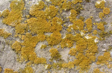 Xanthoria parietina, olarak da bilinen ortak turuncu liken, sarı ölçek, deniz sunburst liken ve kıyı liken ağaç kabuğu üzerinde. Ağaç dalı ile liken, yakın çekim.
