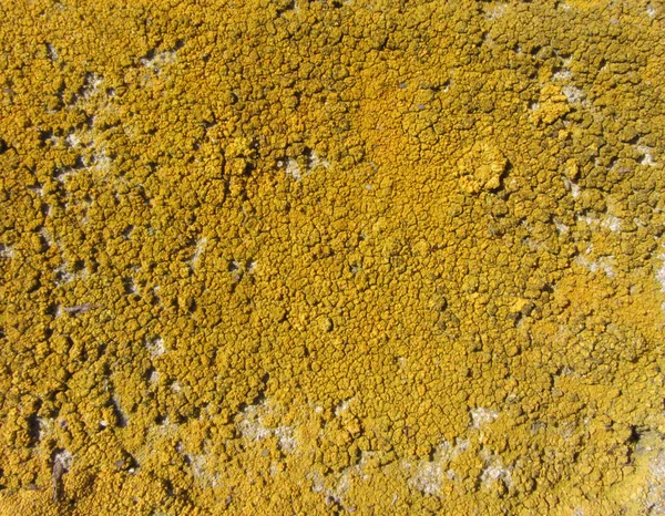 Xanthoria parietina, även känd som vanliga orange lavar, gul skala, maritima sunburst lavar och shore lavar på Barken av trädstam. Trädgren med lavar, närbild. — Stockfoto
