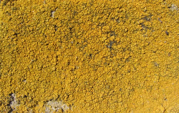 Xanthoria parietina, auch bekannt als gemeine orangefarbene Flechte, Gelbschuppe, maritime Sonnenflechte und Uferflechte auf der Rinde des Baumstammes. Ast mit Flechte, Nahaufnahme. — Stockfoto