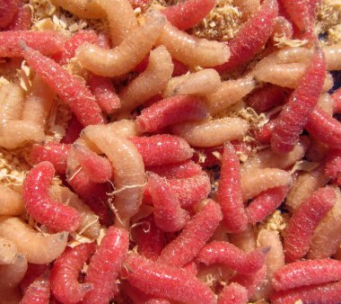 Balık yemi, çok renkli kurtçuk. Canlı et sinek Lahitidae larva Lahit bercaea.