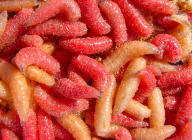 Doğal cazibesi olarak balık beslemek ve yakalamak için birçok küçük tarama beyaz canlı çirkin kurtçuk closeup