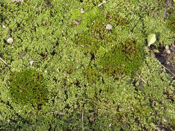 Image Forest Moss Floor Ground — Stock Photo, Image