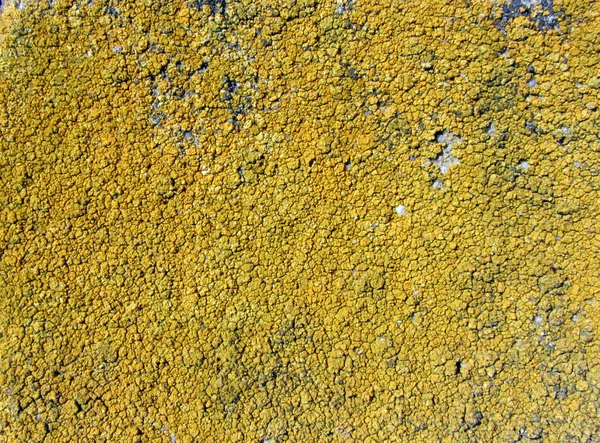 Xanthoria parietina, auch bekannt als gemeine orangefarbene Flechte, Gelbschuppe, maritime Sonnenflechte und Uferflechte auf der Rinde des Baumstammes. Ast mit Flechte, Nahaufnahme. — Stockfoto