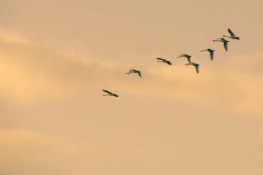 Gün batımında uçan mevsimlik göç eden yaban kazları sürüsü.