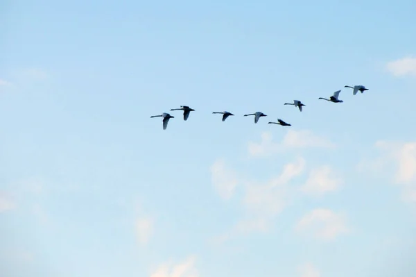 Schwarm wandernder Bohnengänse fliegt. lizenzfreie Stockbilder