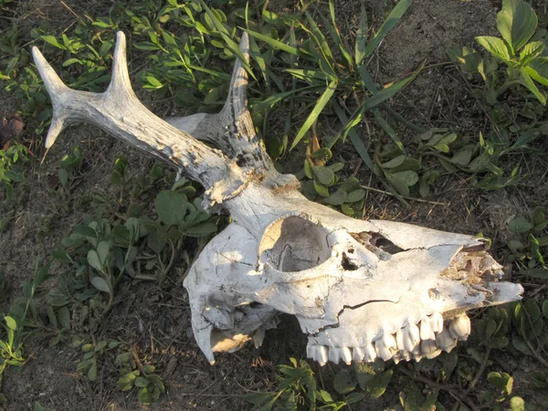 숲 땅에 어린 알 사슴의 두개골을 죽였다. 밀렵, 사냥, 야생 동물 피해 개념. 스톡 사진