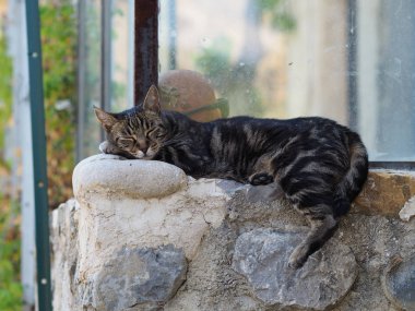 Fransa'nın güneyinde bir yerde bir kedi duvarda dinleniyor..