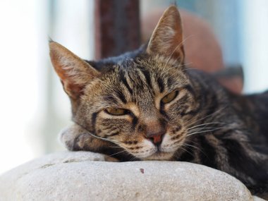 Duvarda dinlenen bir kedinin yakın çekim, güneyinde bir yerde
