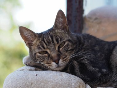 Duvarda dinlenen bir kedinin yakın çekim, güneyinde bir yerde