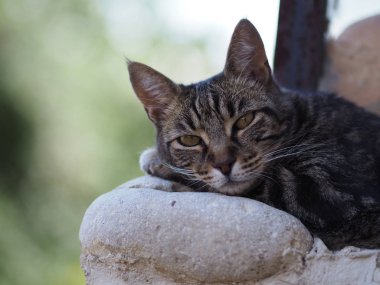 Duvarda dinlenen bir kedinin yakın çekim, güneyinde bir yerde