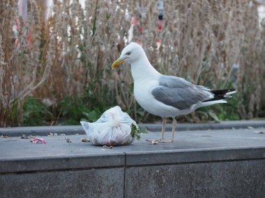 Bir martı çöp torbalarını yırtdı.