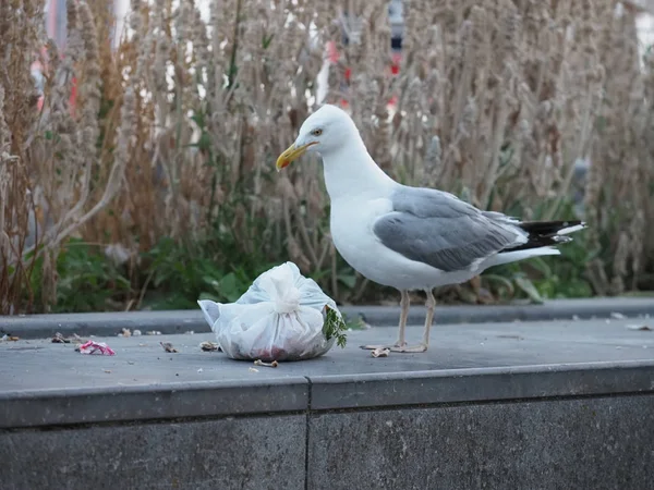 A seagull tears a garbage bag open. — Stock Photo, Image