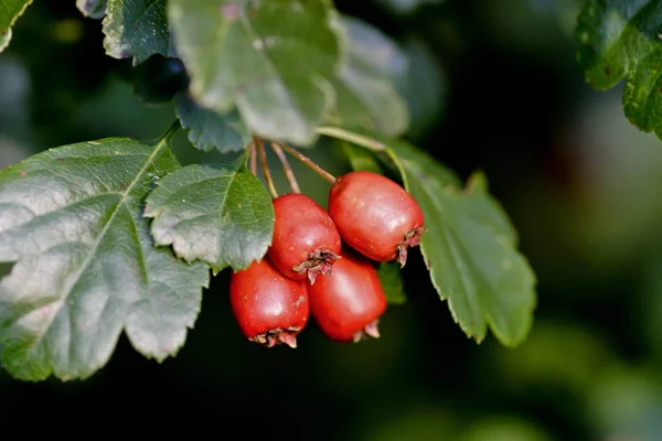 Hawthorn (Crataegus) fruits in late summer — Stock Photo, Image