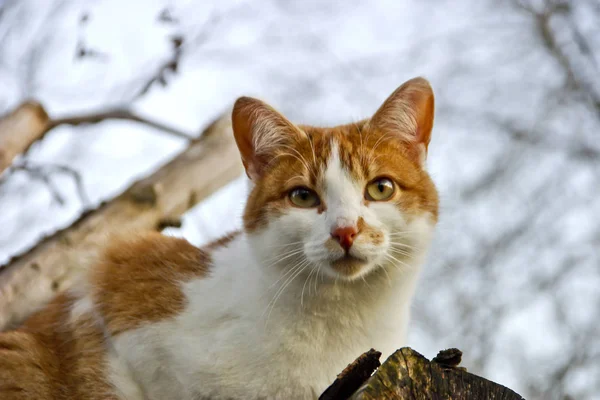 Red-white domestic cat (Felis silvestris catus) on woodpile looks down attentively