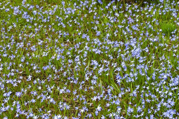 Tappeto di fiore di giacinti di stella azzurra (Chionodoxa ) — Foto Stock