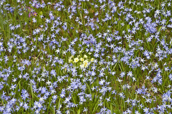Tappeto floreale di giacinti stellari blu (Chionodoxa) con primule gialle (Primula) al centro — Foto Stock