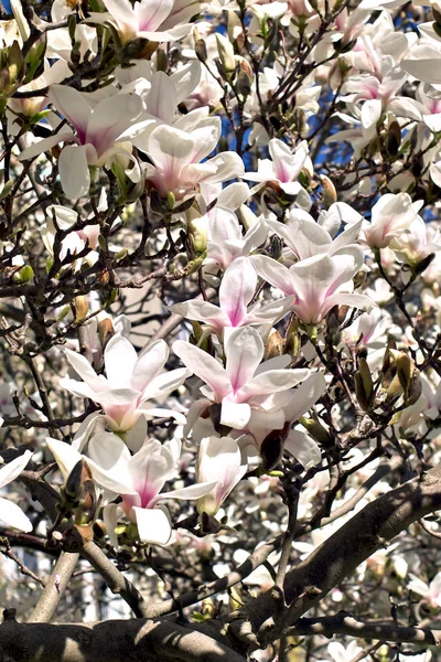 Magnolia au printemps — Photo