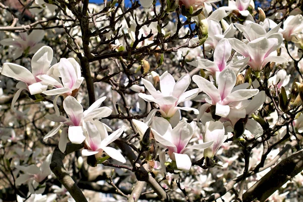 Magnolia in spring — Stock Photo, Image