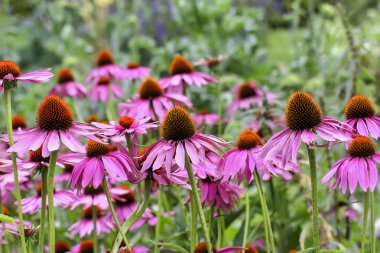 Mor coneflower, Echinacea purpurea, çiçeği, Bavyera, Almanya, Avrupa