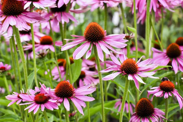 Mor coneflower, Echinacea purpurea, çiçeği, Bavyera, Almanya, Avrupa
