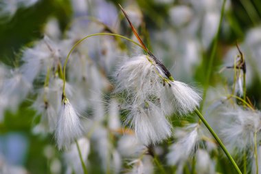 Çiçek geniş-bırakı pamuk-çim, geniş-bırakı pamuk-saz, Eriophorum latifolium, yaz aylarında