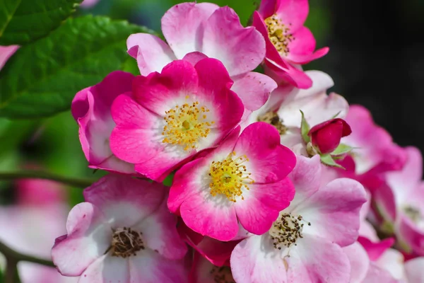 赤白の生け垣の多数の花は 多くの緑の葉と低木の上に 夏にバラ — ストック写真