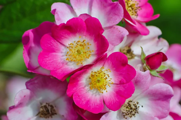 赤白の生け垣の多数の花は 多くの緑の葉と低木の上に 夏にバラ — ストック写真