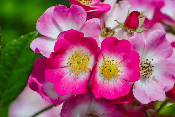 赤白の生け垣の多数の花は 多くの緑の葉と低木の上に 夏にバラ — ストック写真