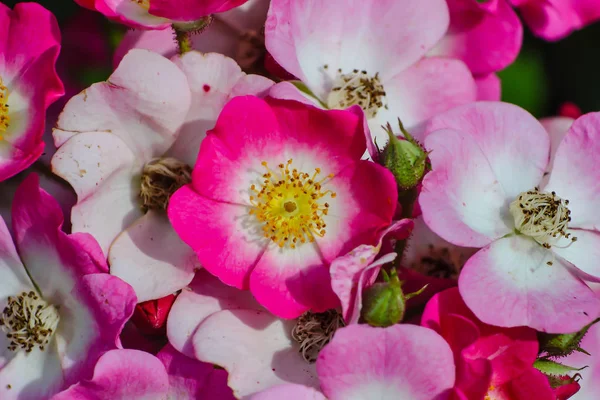 Numerosas Flores Uma Sebe Vermelho Branca Subiu Verão Rosaceae Arbusto — Fotografia de Stock