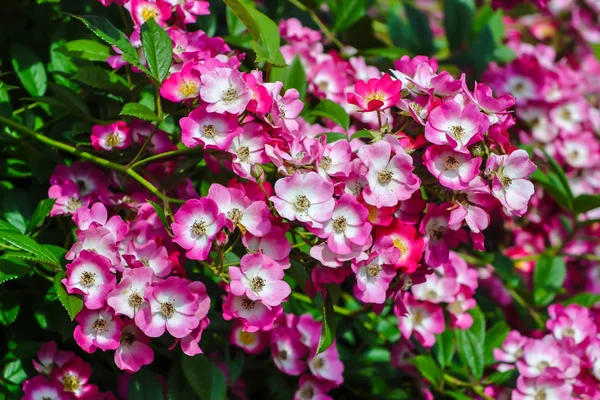 Numerosas Flores Uma Sebe Vermelho Branca Subiu Verão Rosaceae Arbusto — Fotografia de Stock