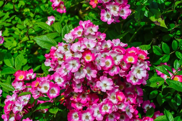 赤白の生け垣の多数の花は 多くの緑の葉と低木の上に 夏にバラ — ストック写真