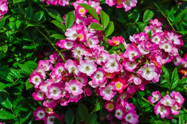 Numerosas Flores Uma Sebe Vermelho Branca Subiu Verão Rosaceae Arbusto — Fotografia de Stock