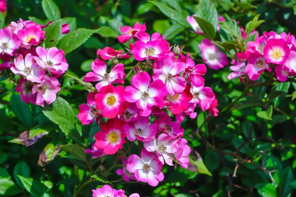 赤白の生け垣の多数の花は 多くの緑の葉と低木の上に 夏にバラ — ストック写真