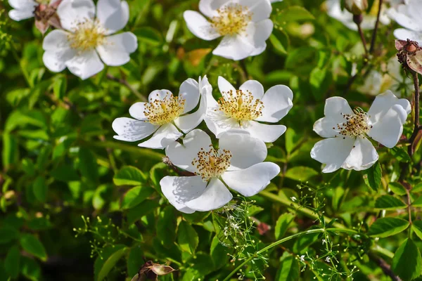 Numerosas Flores Uma Sebe Branca Subiu Verão Rosaceae Arbusto Com — Fotografia de Stock