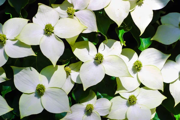 Pseudoflores Brancas Flores Verdes Dogwood Chinês Dogwood Asiático Cornus Kousa — Fotografia de Stock