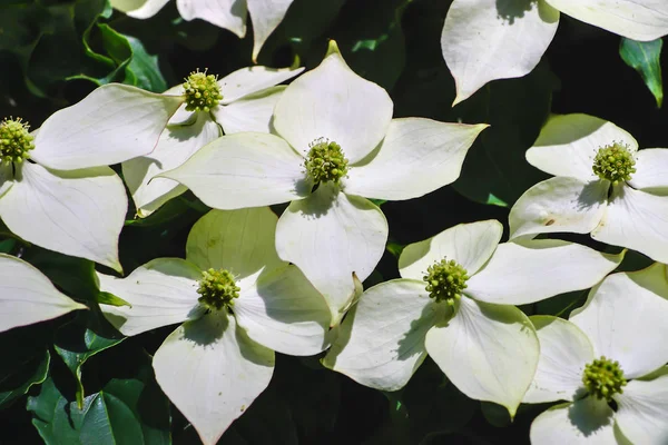 Pseudoflores Brancas Flores Verdes Dogwood Chinês Dogwood Asiático Cornus Kousa — Fotografia de Stock