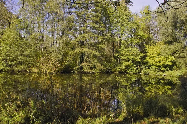 Wet biotope with pond in mixed forest