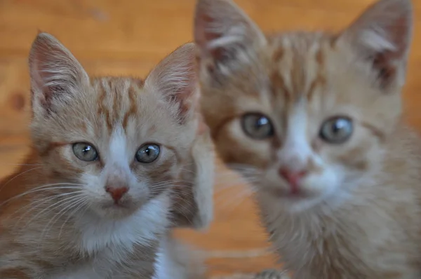 Δύο κόκκινα γάτες με τα μάτια έκπληκτος — Φωτογραφία Αρχείου