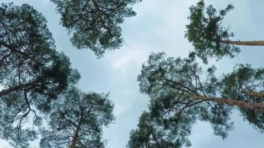 Eski çam ağaçları pinery gökyüzüne karşı rüzgarda sway. Sallanan, Rüzgar dallarında tıslama ağaçların gövdeleri.
