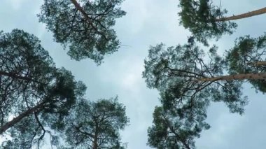 Eski çam ağaçları pinery gökyüzüne karşı rüzgarda sway. Sallanan, Rüzgar dallarında tıslama ağaçların gövdeleri.