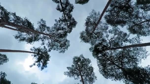 Les vieux pins se balancent dans le vent contre le ciel. Des troncs d'arbres se balançant, sifflant de vent dans les branches .