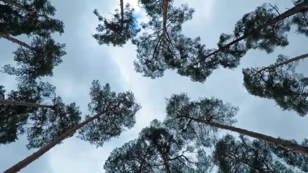 Los pinos viejos se balancean en el viento contra el cielo. Troncos de árboles balanceándose, silbidos de viento en ramas . — Vídeo de stock