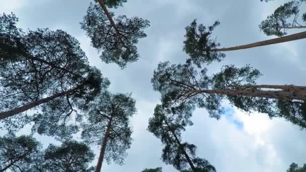 Los pinos viejos se balancean en el viento contra el cielo. Troncos de árboles balanceándose, silbidos de viento en ramas . — Vídeos de Stock