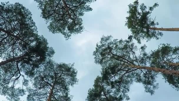 Vieux pins pinède balancent dans le vent contre le ciel. Des troncs d'arbres se balançant, sifflant de vent dans les branches .