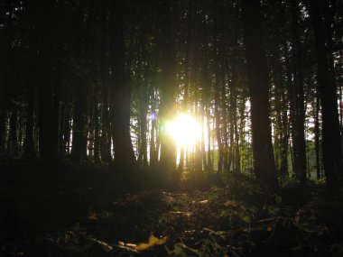 Ormanda gün batımı