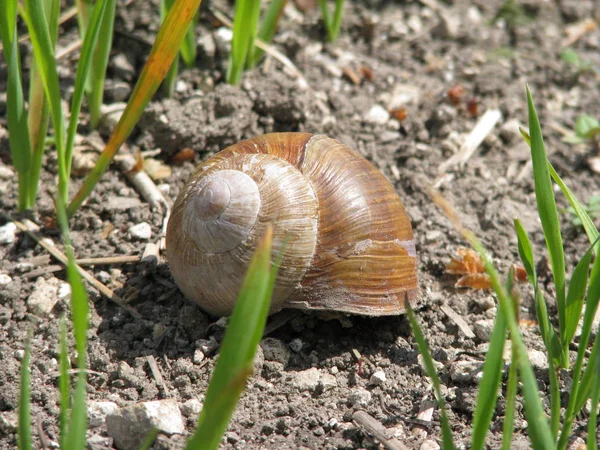 Big snail in shell crawling on road, summer day — Stock Photo, Image