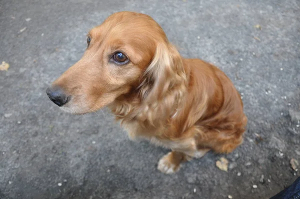 Bilden av ingefära hund med sorgsna ögon — Stockfoto